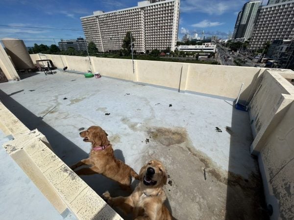 Golden Retrievers rooftop
