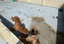 Golden Retrievers rooftop