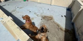 Golden Retrievers rooftop