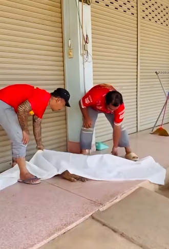 stray dog officers