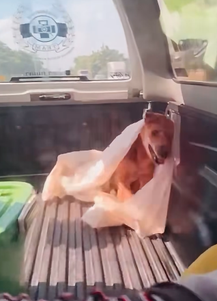 stray dog officers