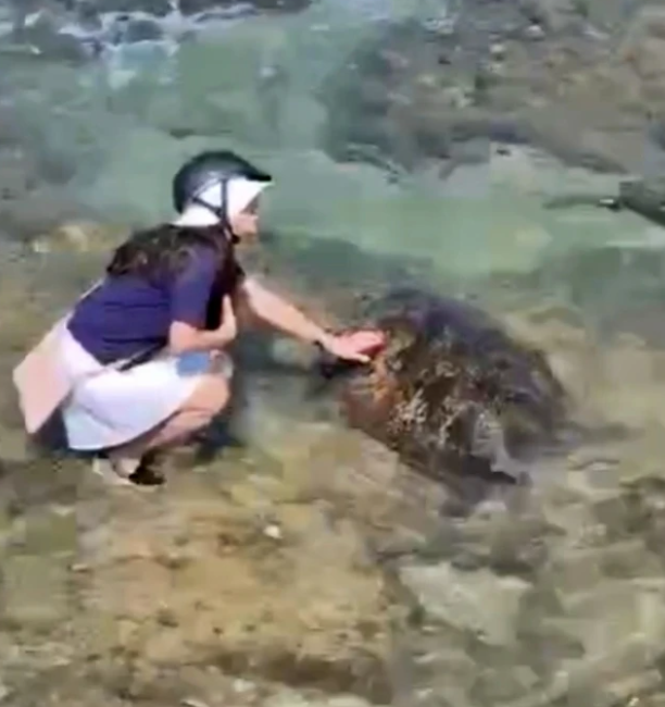 tourists taiwan turtle