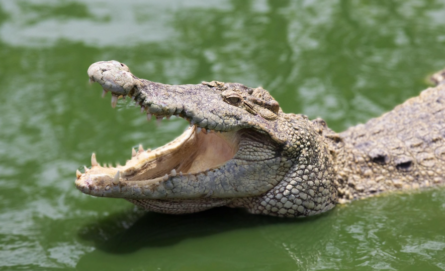 missing boy crocodile