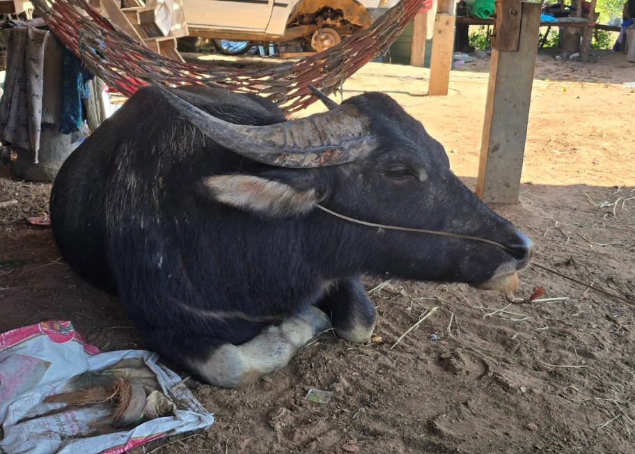 buffalo owner death