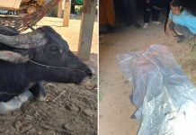 buffalo owner death