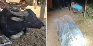 buffalo owner death