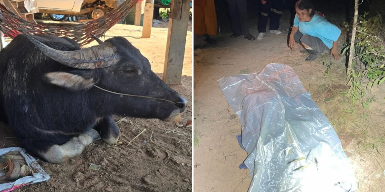 buffalo owner death