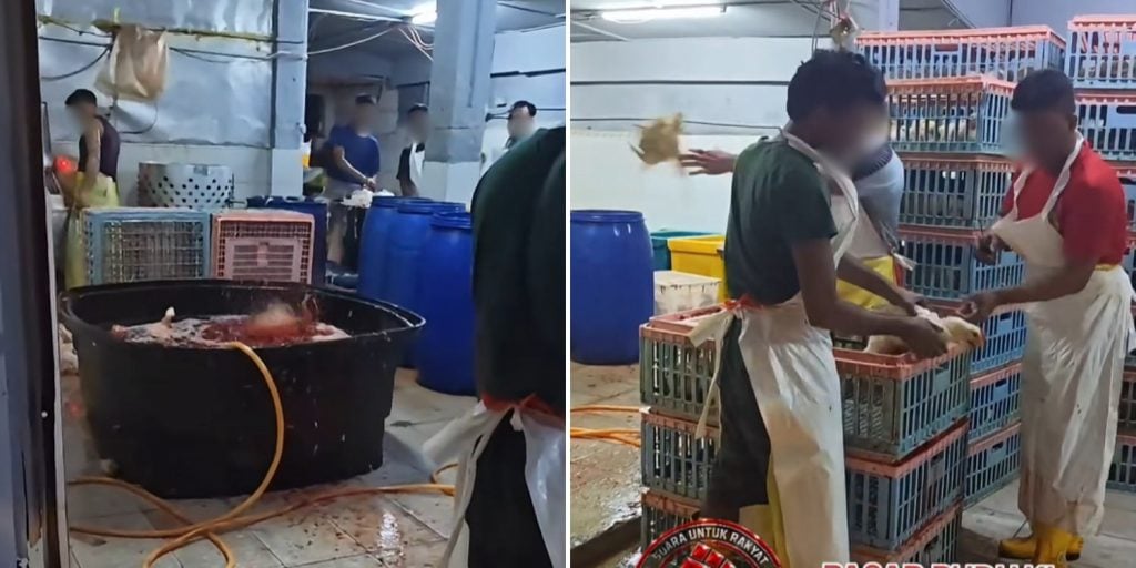 chicken supplier kuala lumpur