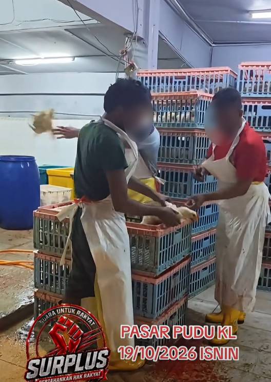 chicken supplier kuala lumpur (2)