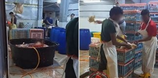 chicken supplier kuala lumpur