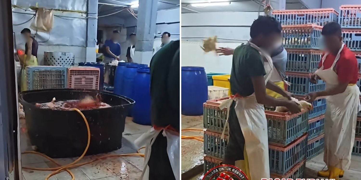 chicken supplier kuala lumpur