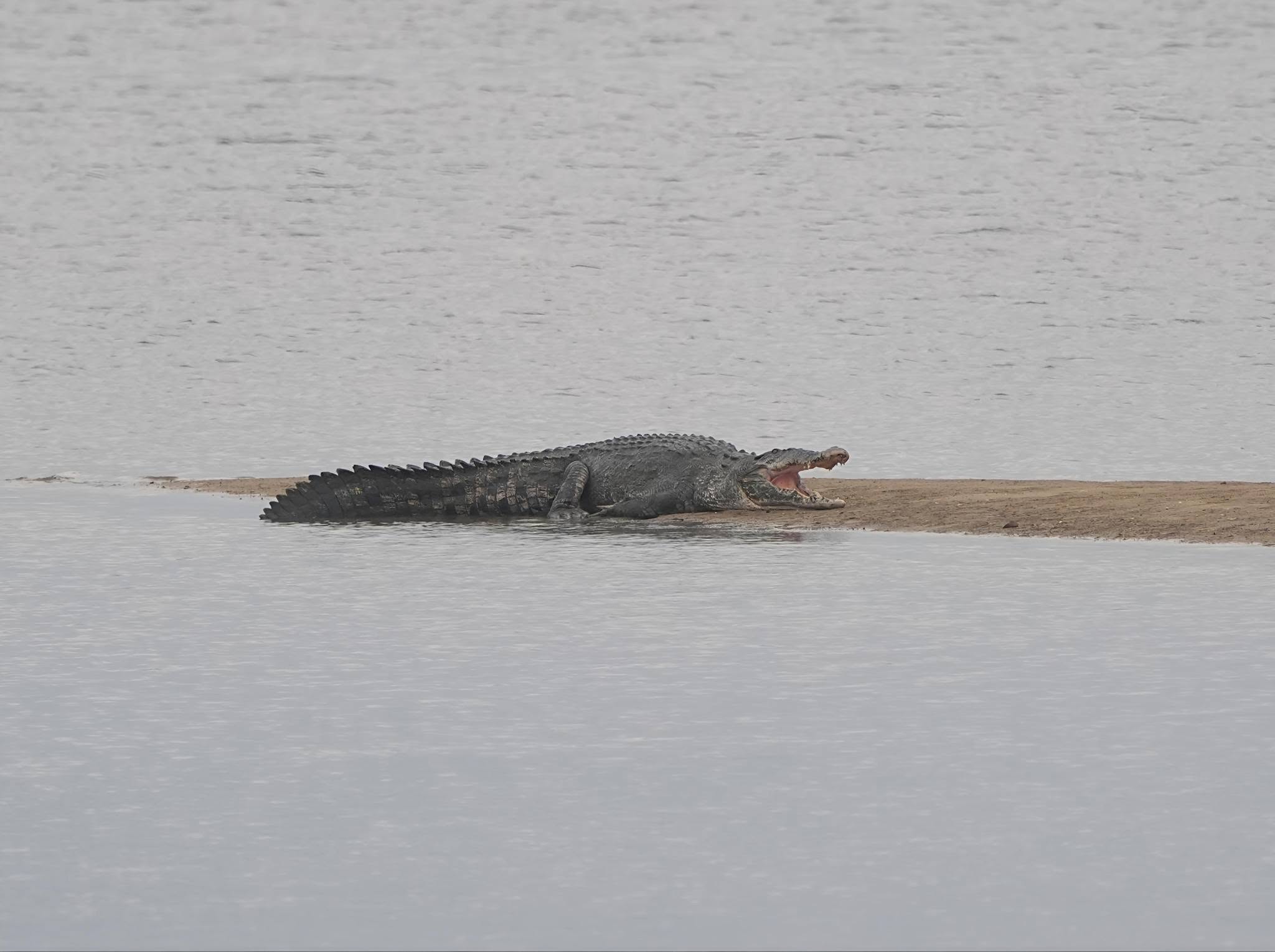 large crocodile coast