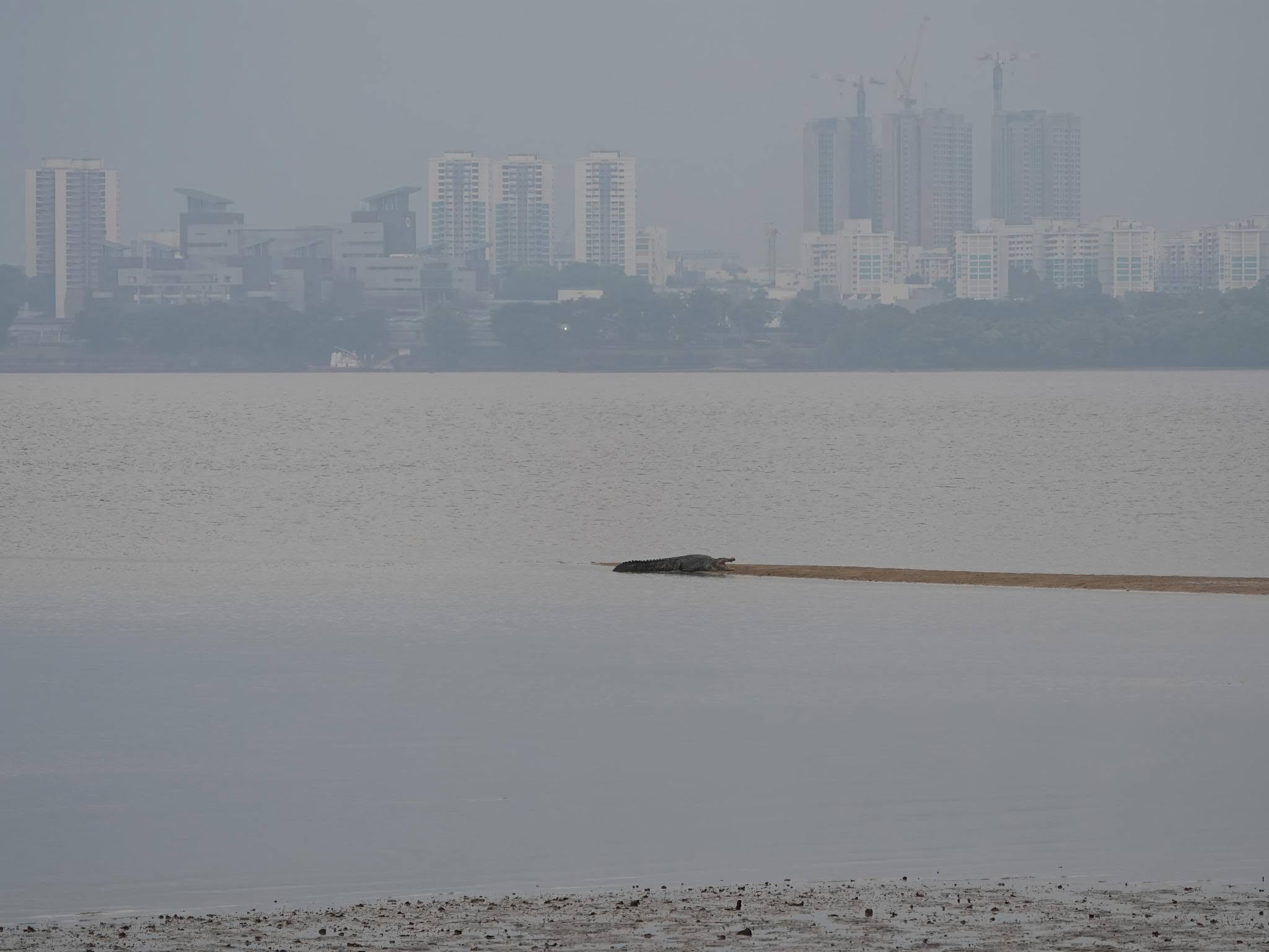 large crocodile coast