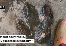 dinosaur footprint thailand
