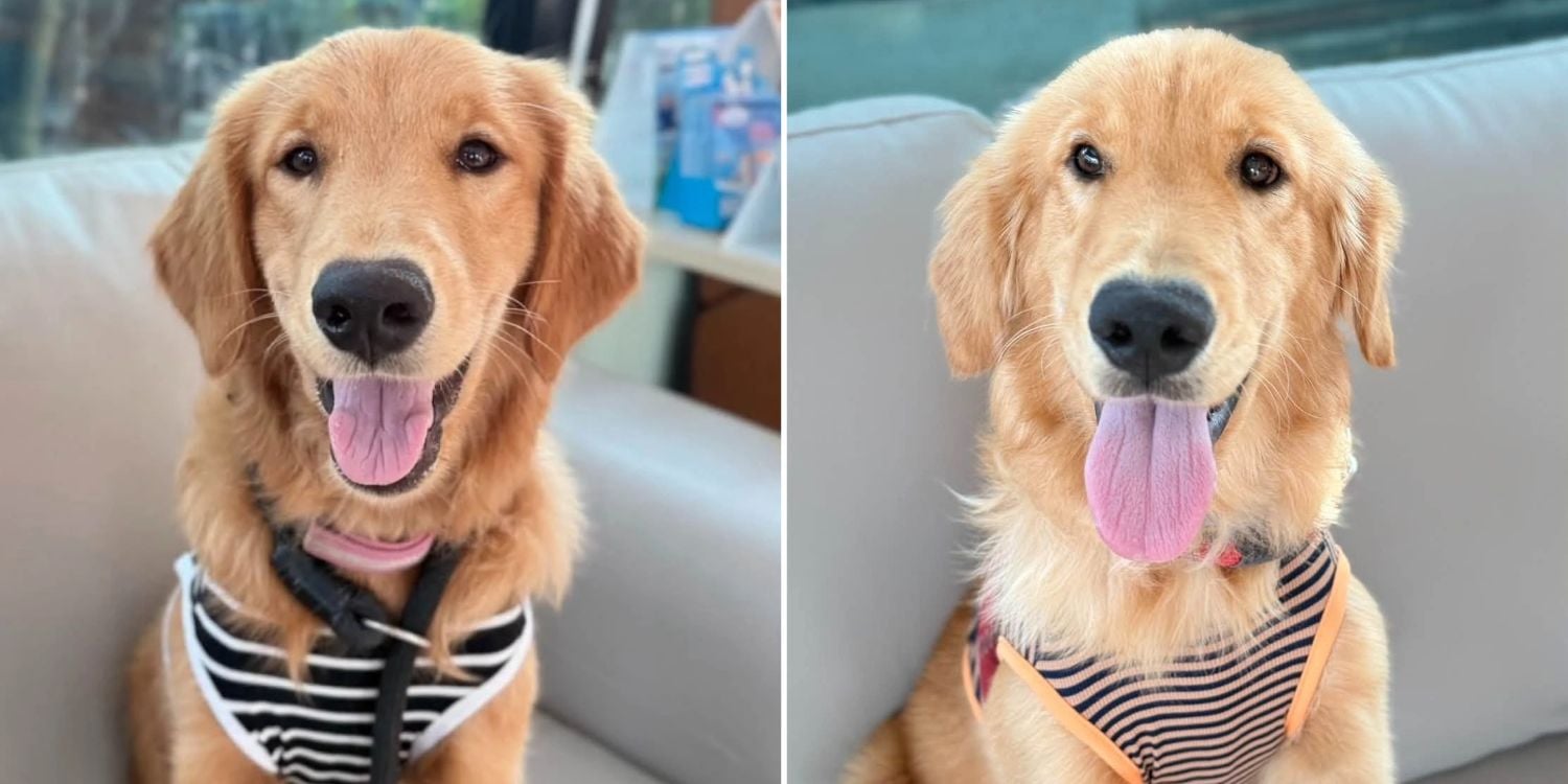 golden retrievers