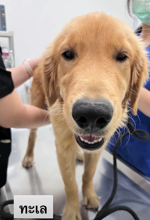 golden retrievers