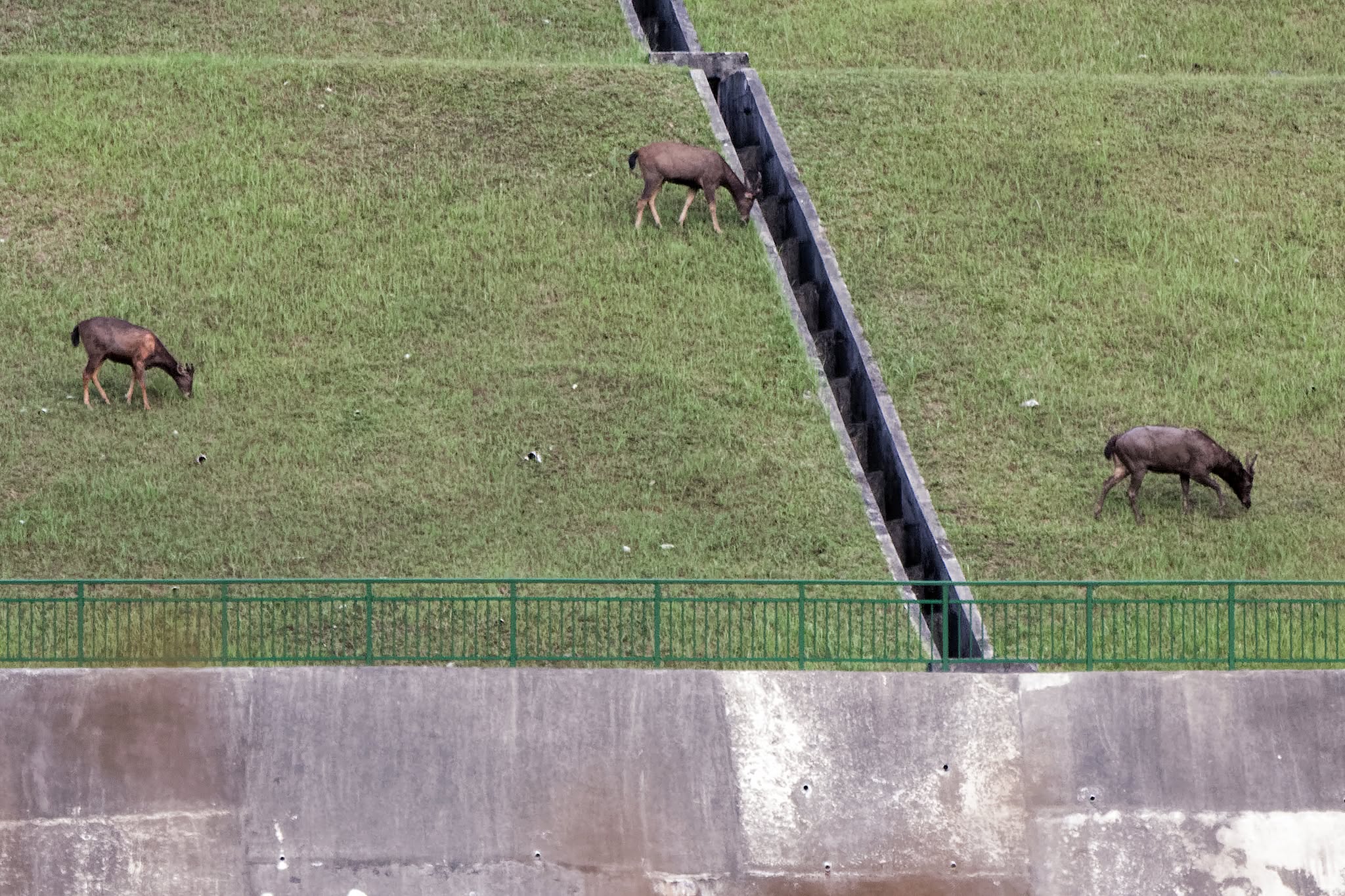 14 sambar deer