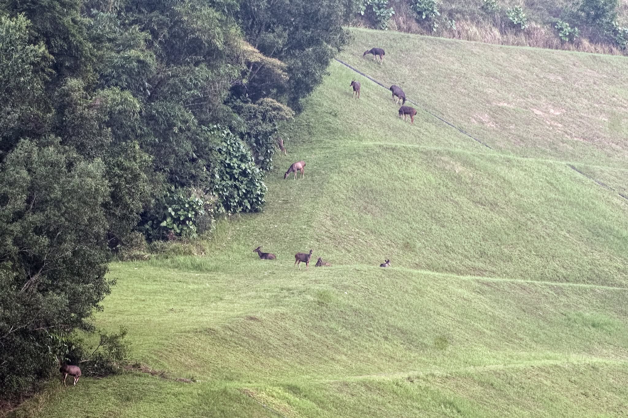 14 sambar deer