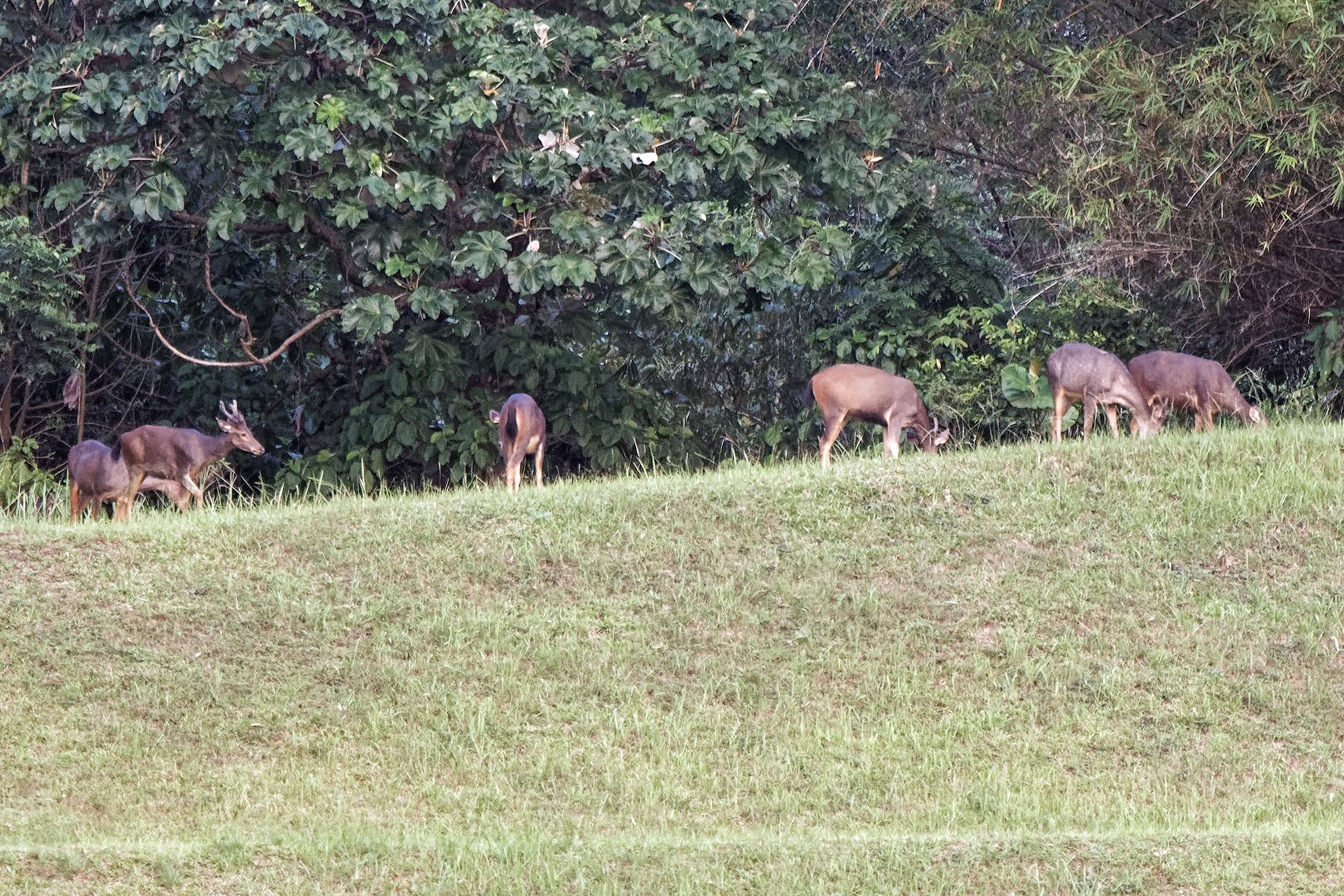 14 sambar deer