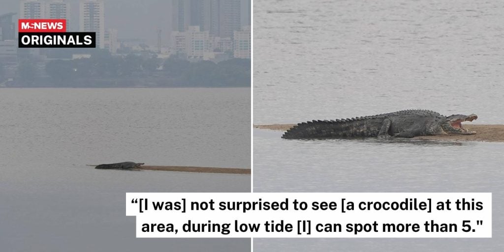 large crocodile coast