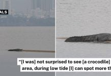 large crocodile coast