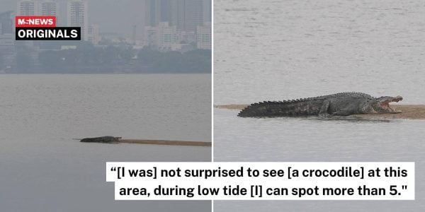 large crocodile coast