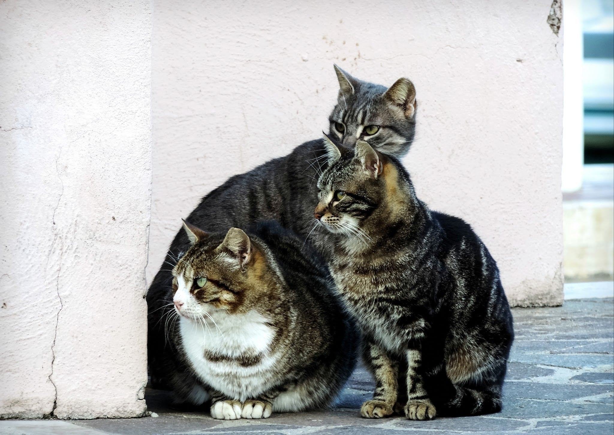 cats trafficked vietnam