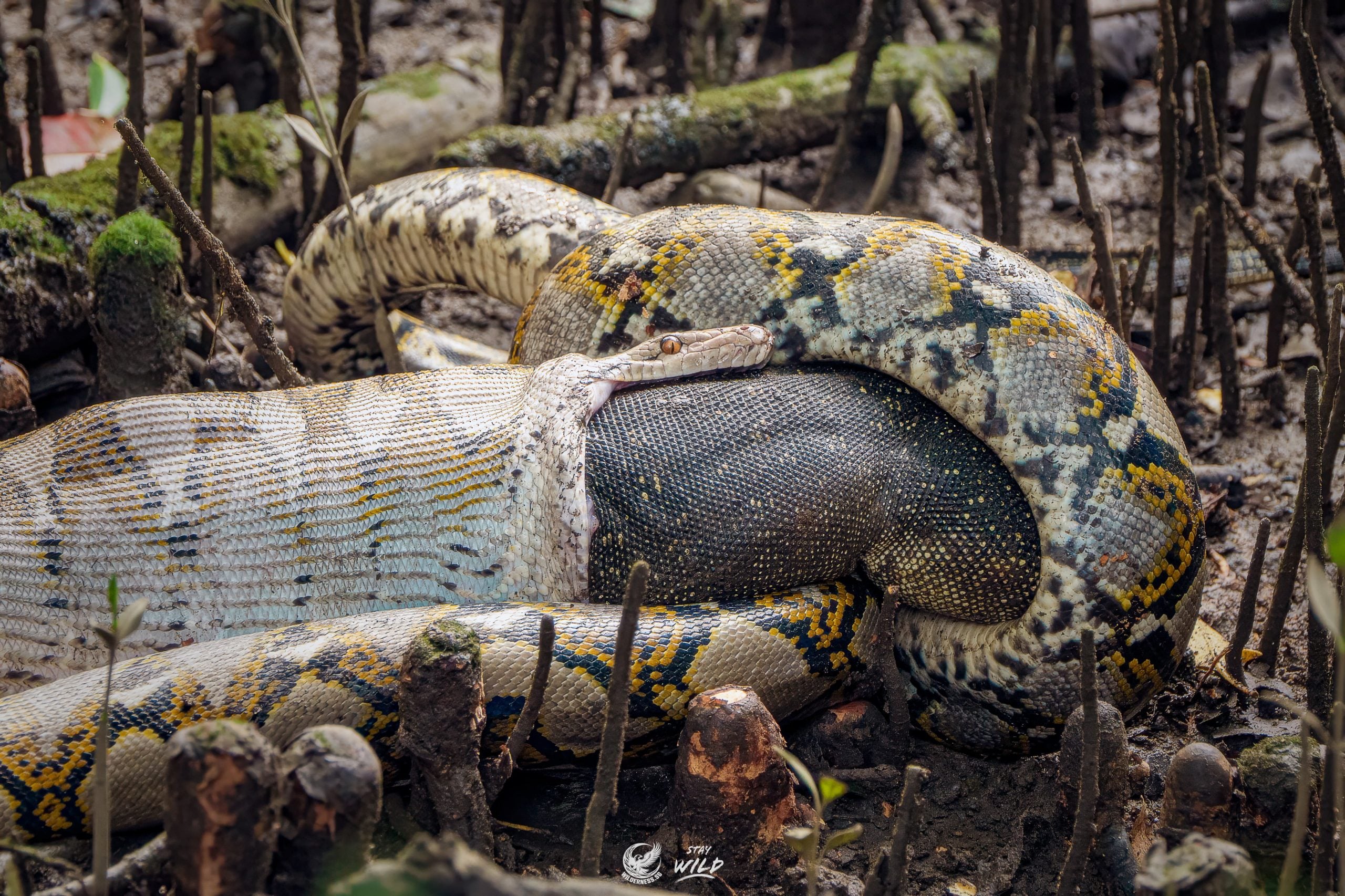 python swallowing monitor lizard