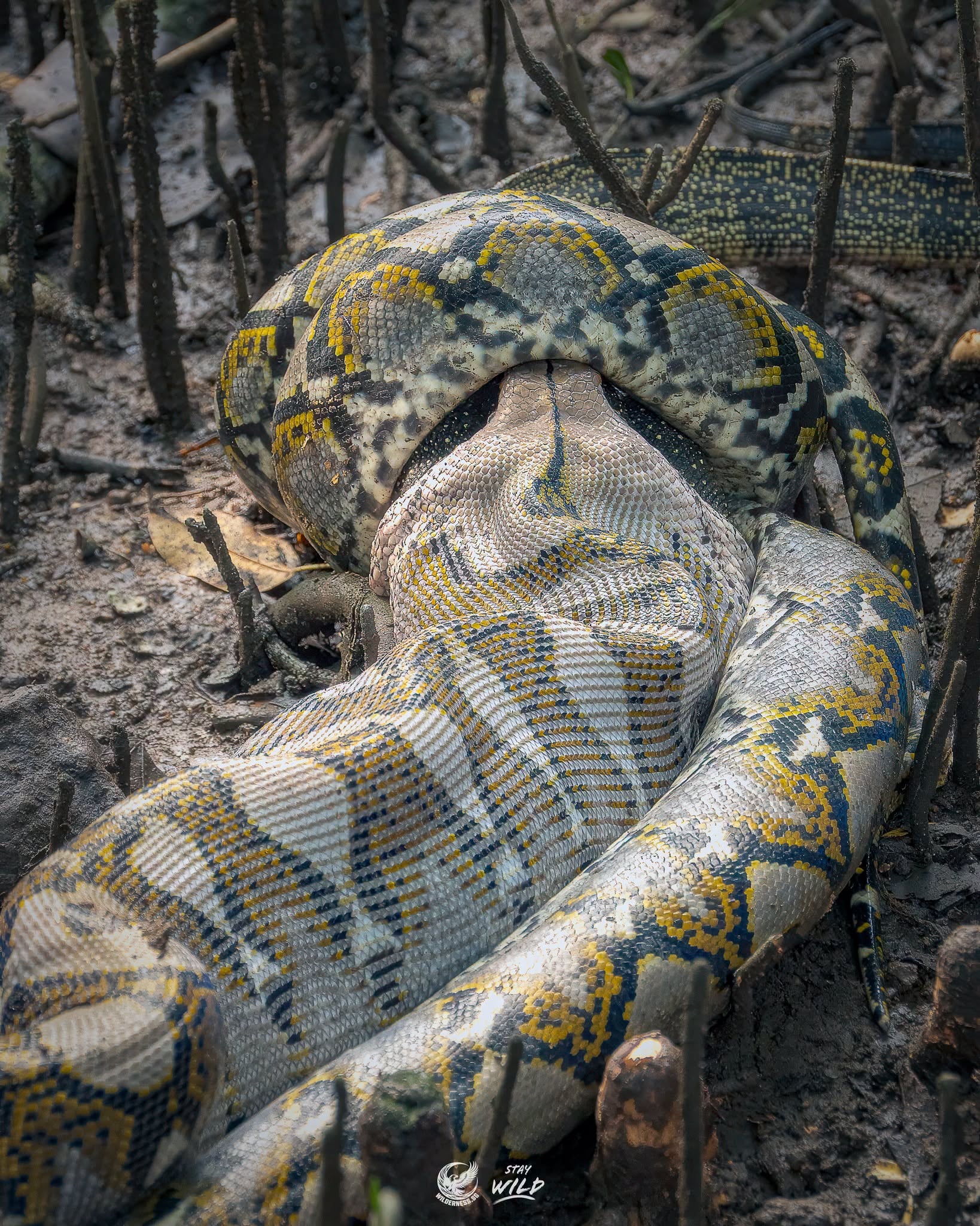 python swallowing monitor lizard