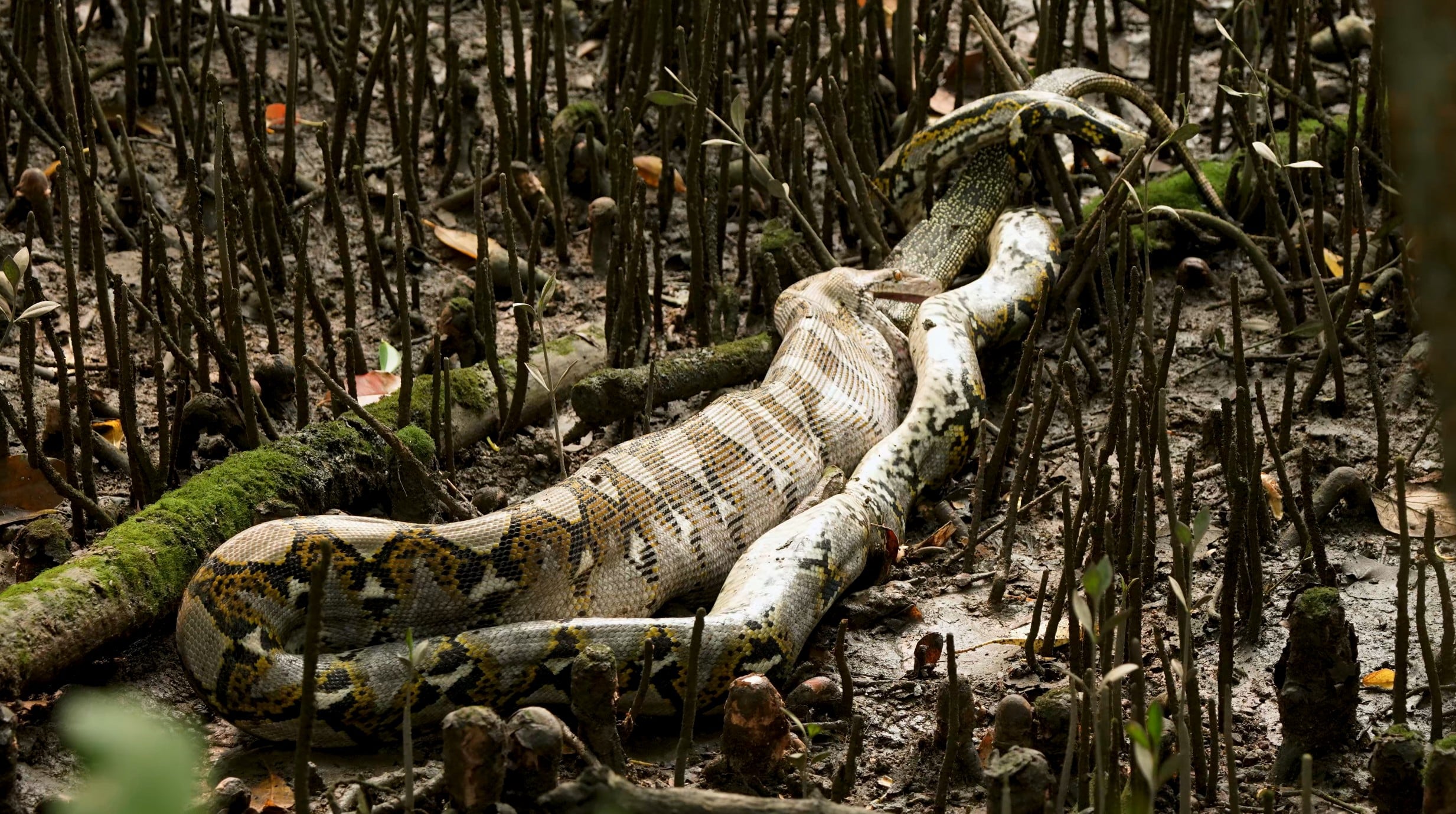 python swallowing monitor lizard