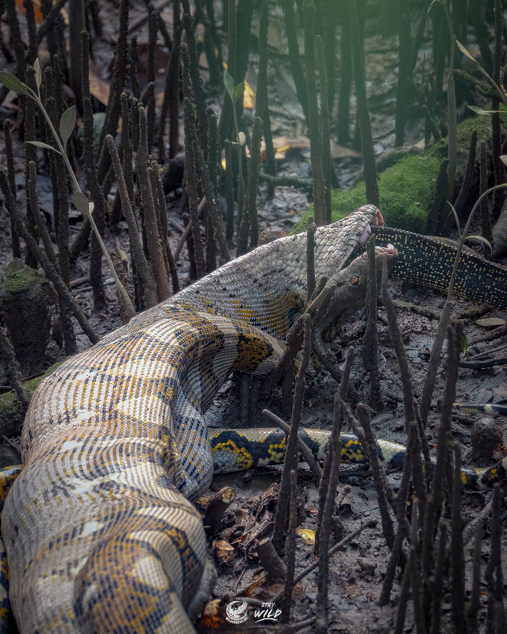 python swallowing monitor lizard