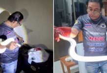 rescuers son python