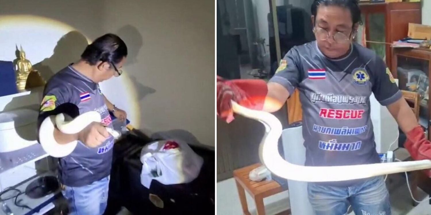 rescuers son python
