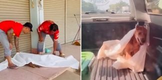 stray dog officers