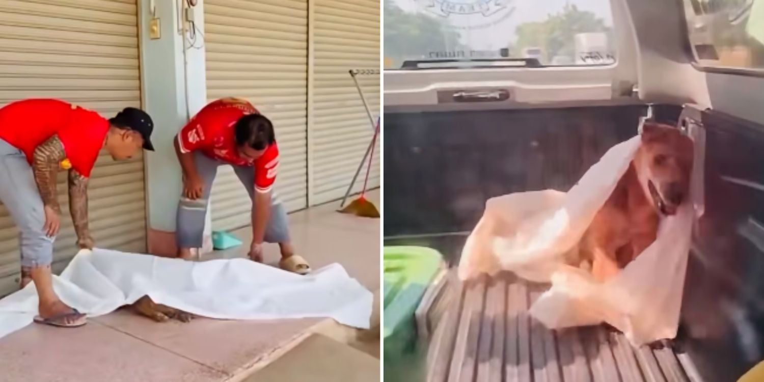 stray dog officers