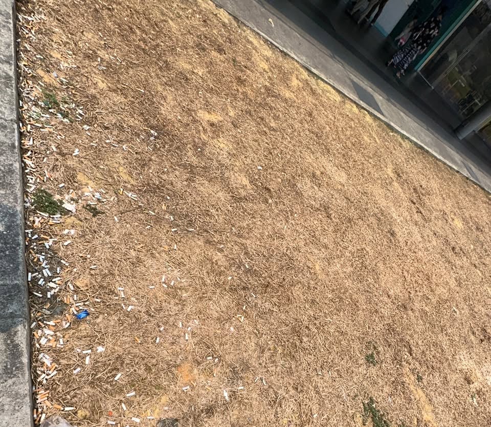 cigarette littered woodlands