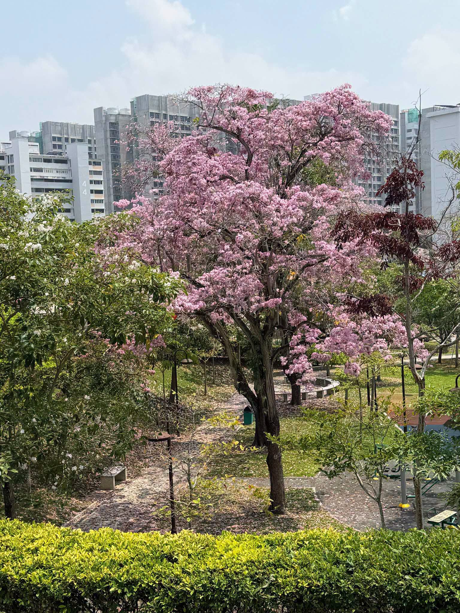 pink trumpet flowers