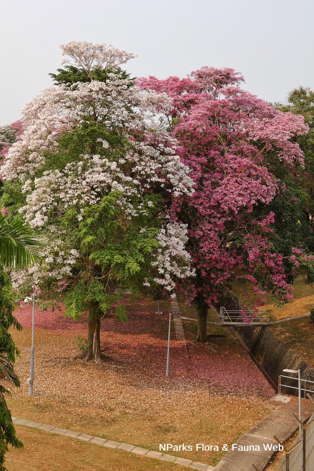 pink trumpet flowers